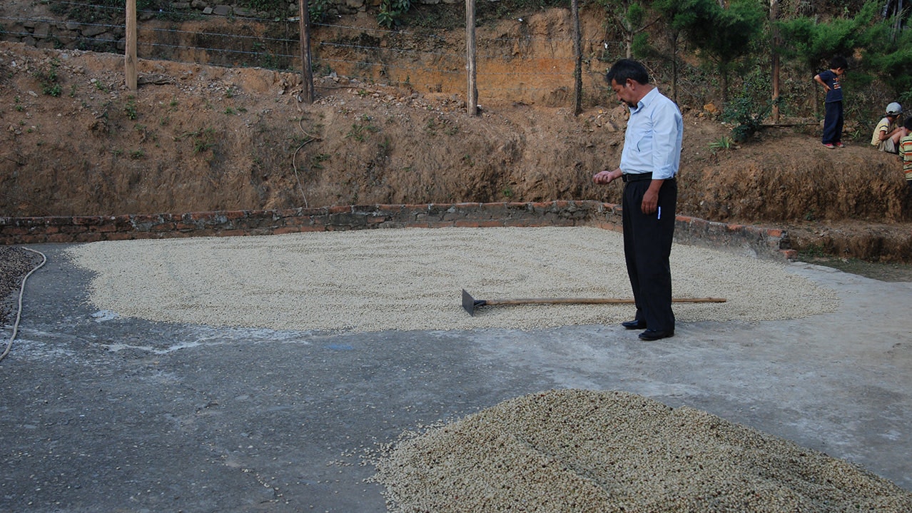 Ecuador coffee bean origin